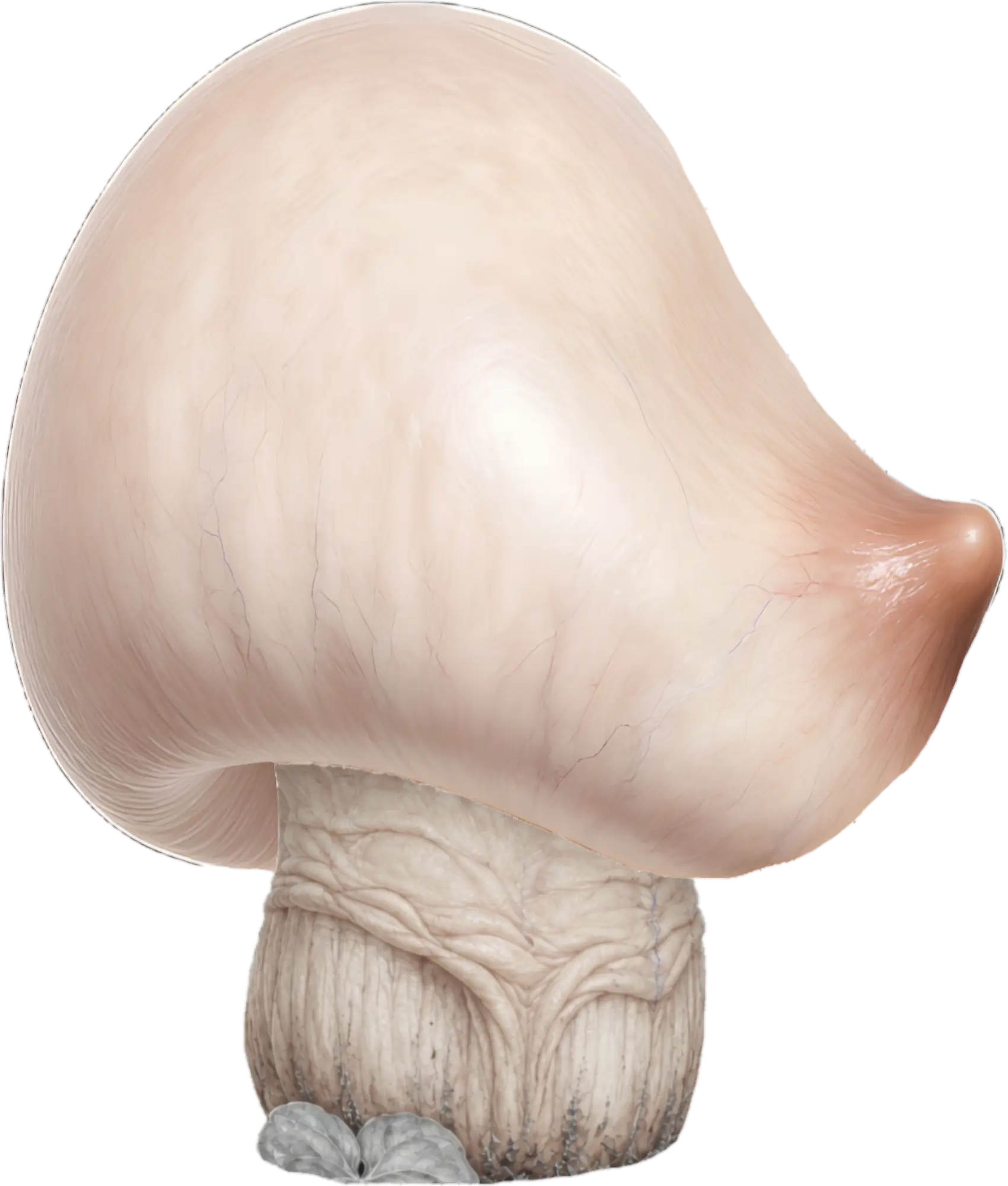 蘑菇